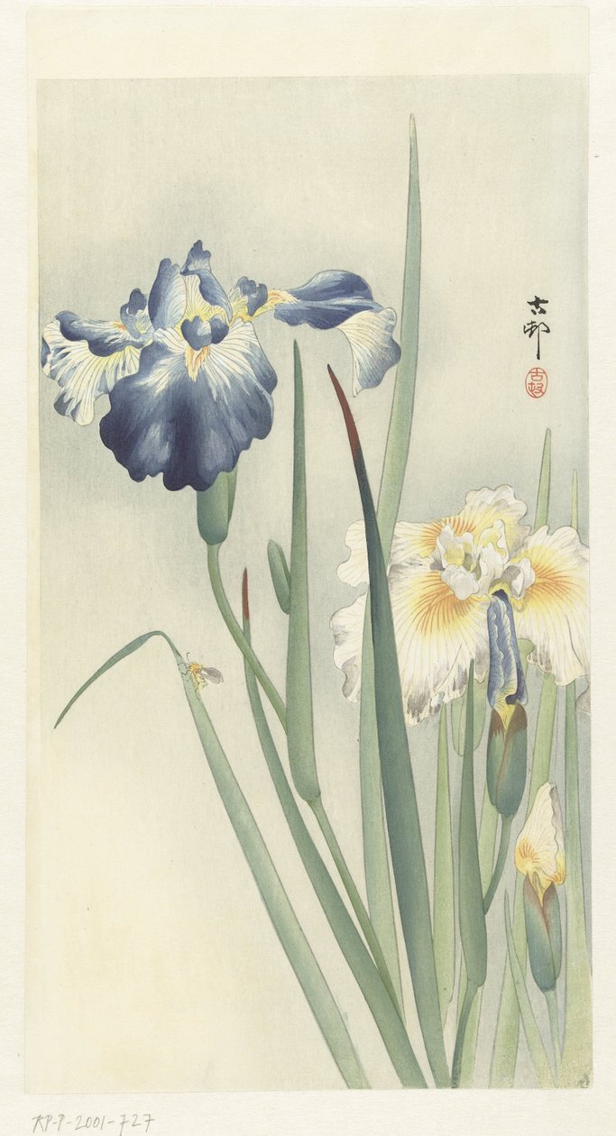 íris de Ohara Koson