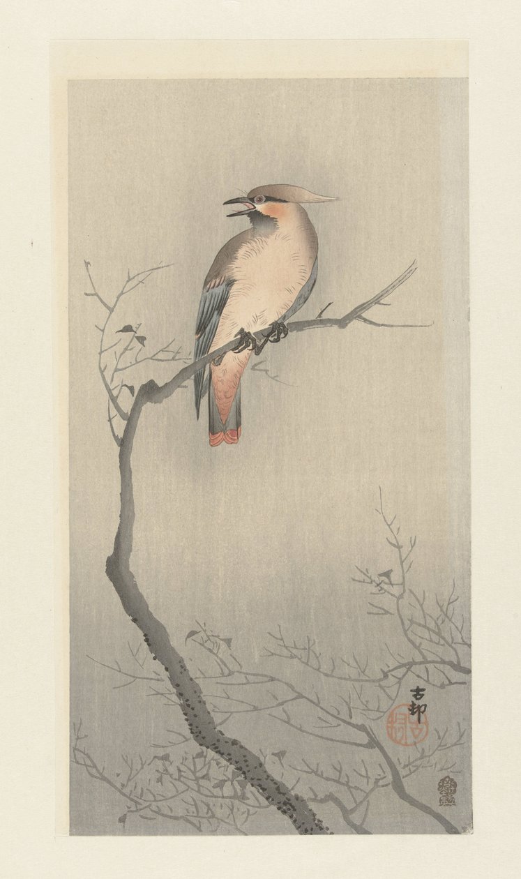 Waxwing japonês no galho de Ohara Koson