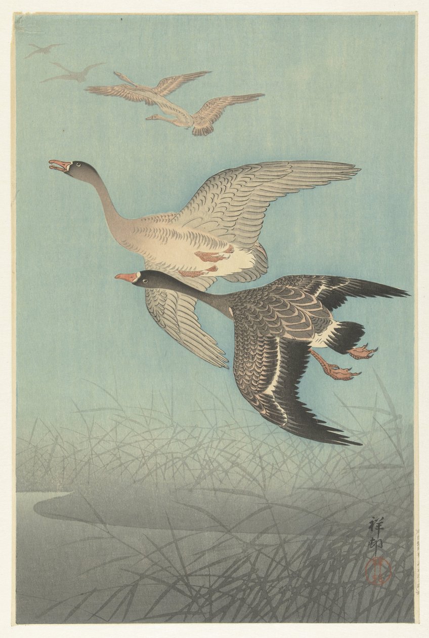 Gansos Brent em voo de Ohara Koson