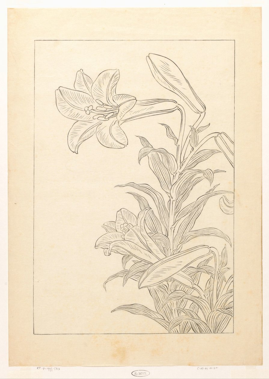 Lelies de Ohara Koson