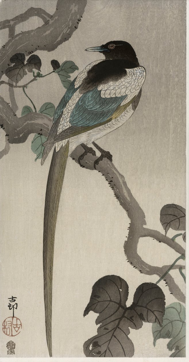 Magpie num ramo de Pauwolna (impressão em bloco de madeira a cores) de Ohara Koson