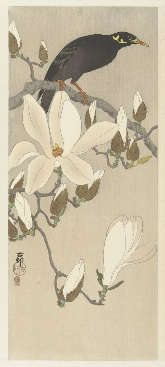 Myna no ramo de Magnólia de Ohara Koson