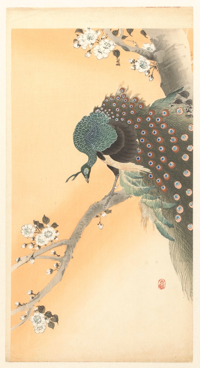 Pavão numa cerejeira de Ohara Koson