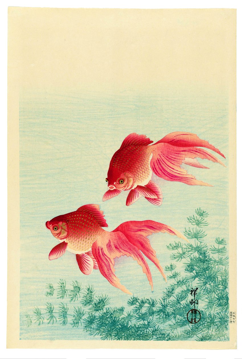 Dois peixes dourados com cauda de véu de Ohara Koson