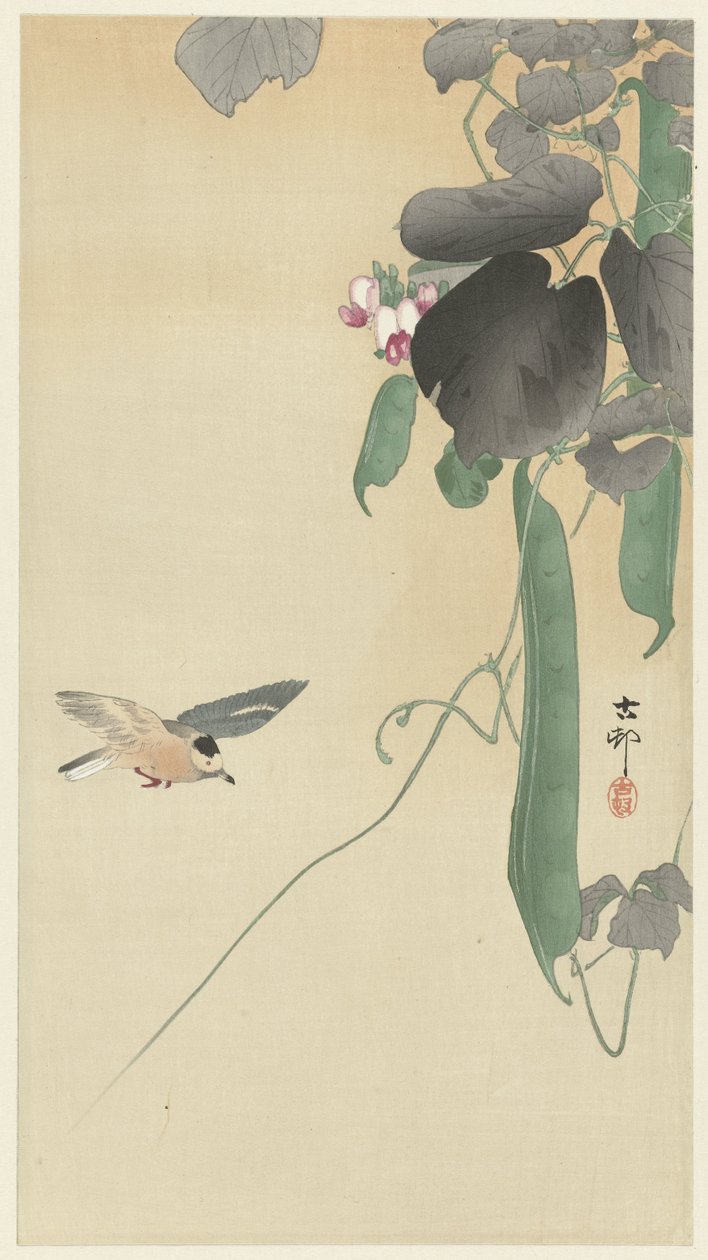 Ave na planta do feijão florido de Ohara Koson
