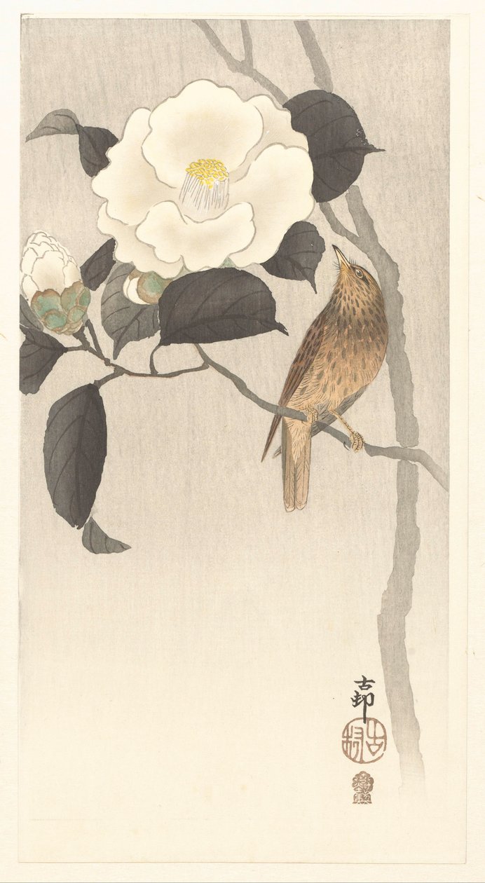 Camélia da canção e da floração de Ohara Koson