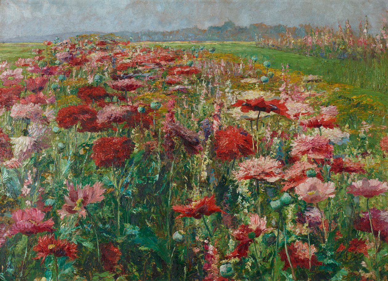 papoula florescendo de Olga Wisinger Florian