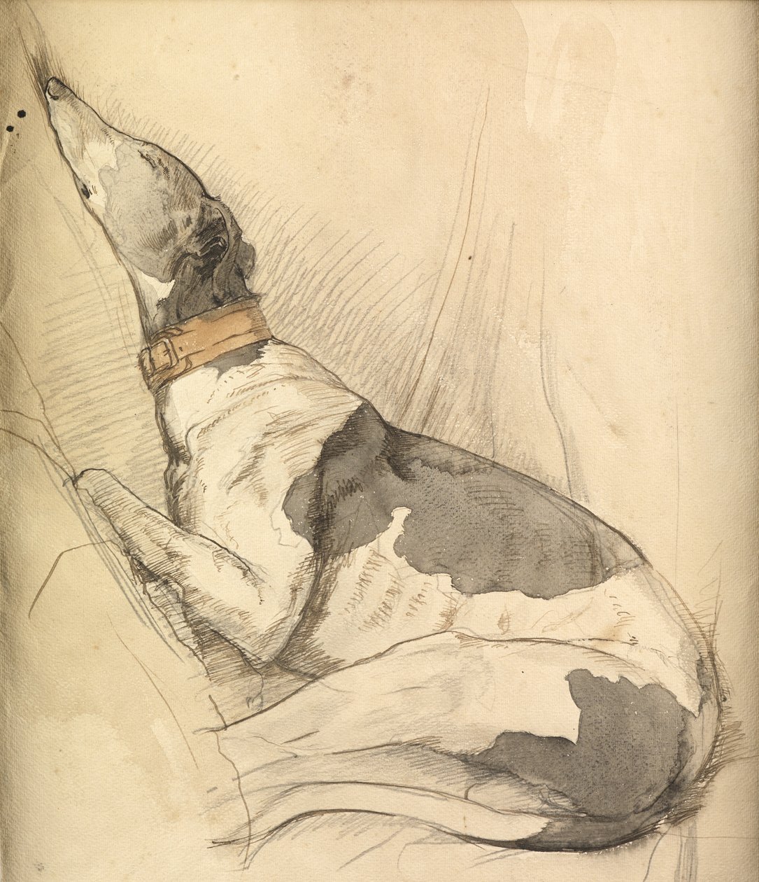 Sleeping Greyhound (lápis, caneta, tinta e lavagem em papel) de Olive Branson
