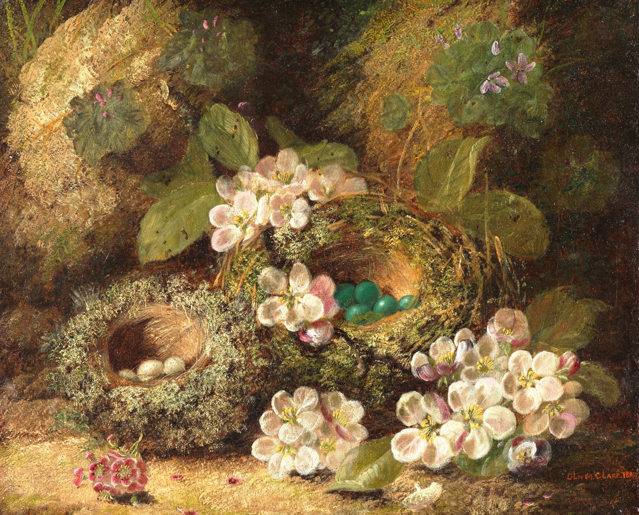 Prímulas e ninhos de pássaros em um banco de Mossy, 1882 de Oliver Clare