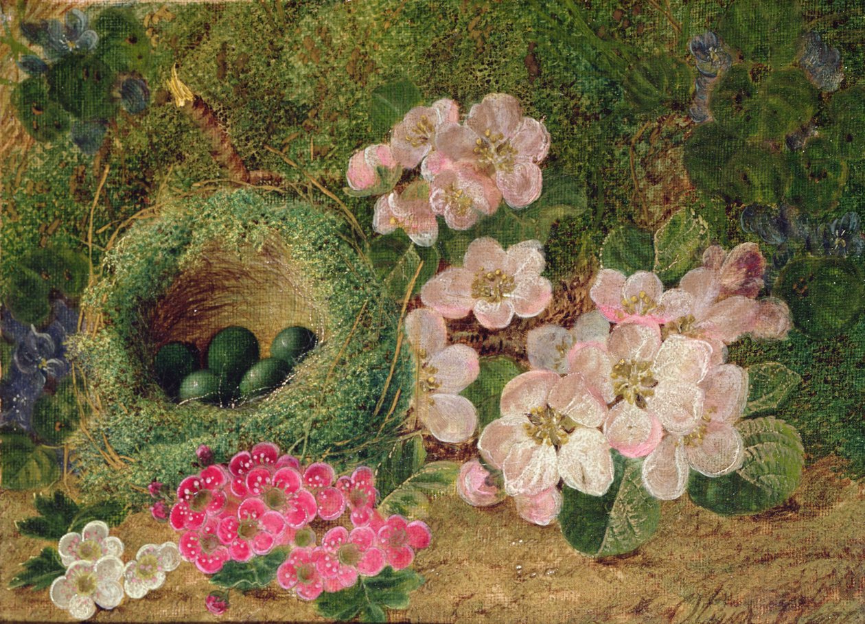 Prímulas por um ninho de pássaro de Oliver Clare