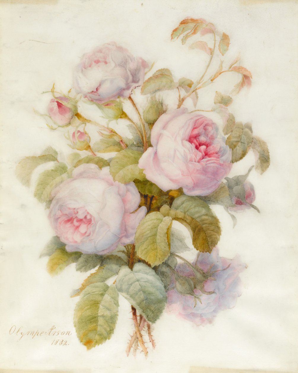 Molho de Rosas Centifolio, 1832 (wc sobre contorno de grafite sobre pergaminho) de Olympe Arson