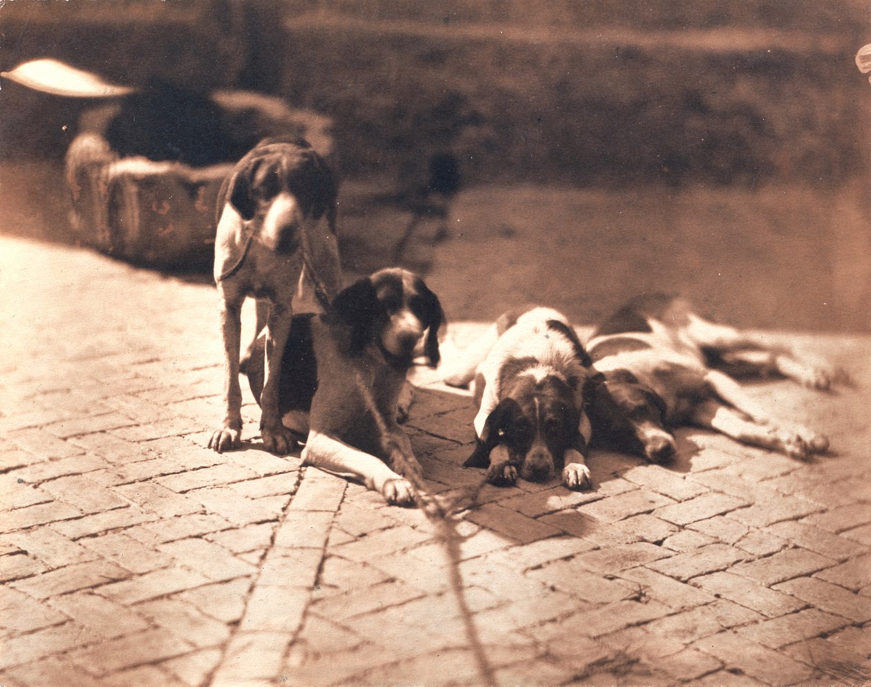 Cães de caça, c.1853 (impressão a sal) de Olympe Aguado