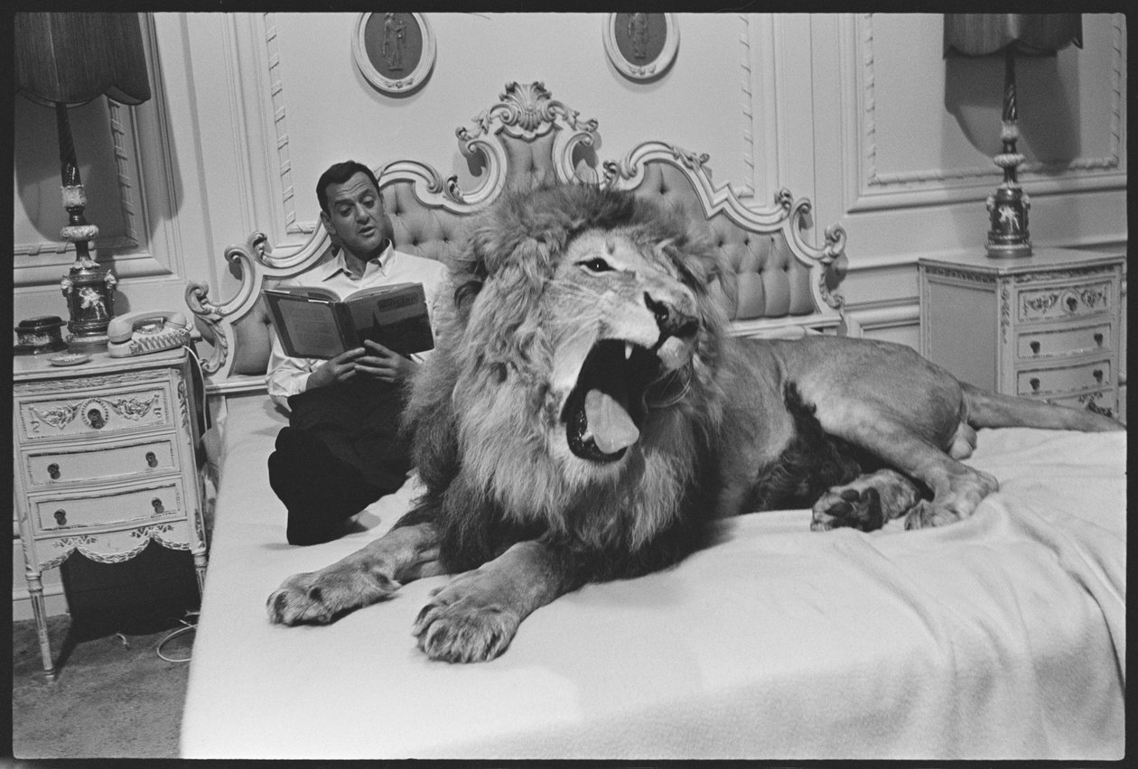 Tony Randall com leão (Zamba), no set de 