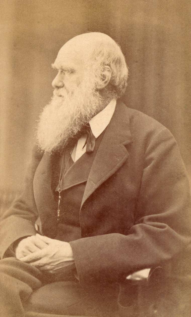 Retrato de Charles Darwin aos 72 anos de idade, c.1871 (estampa de álbum) de Oscar Gustav Rejlander