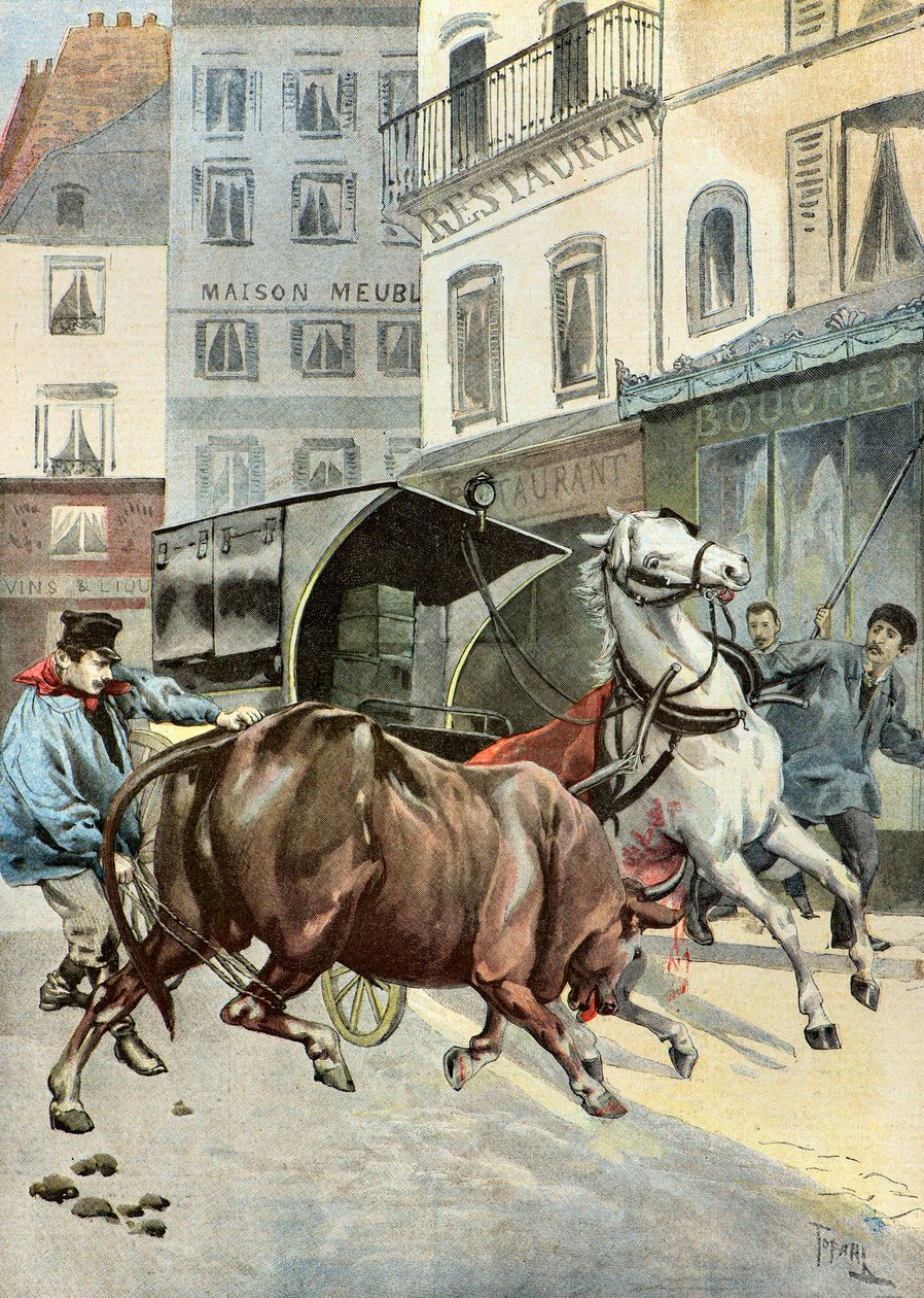 um touro foge do seu tutor,1895 (Ilustração) de Oswaldo Tofani