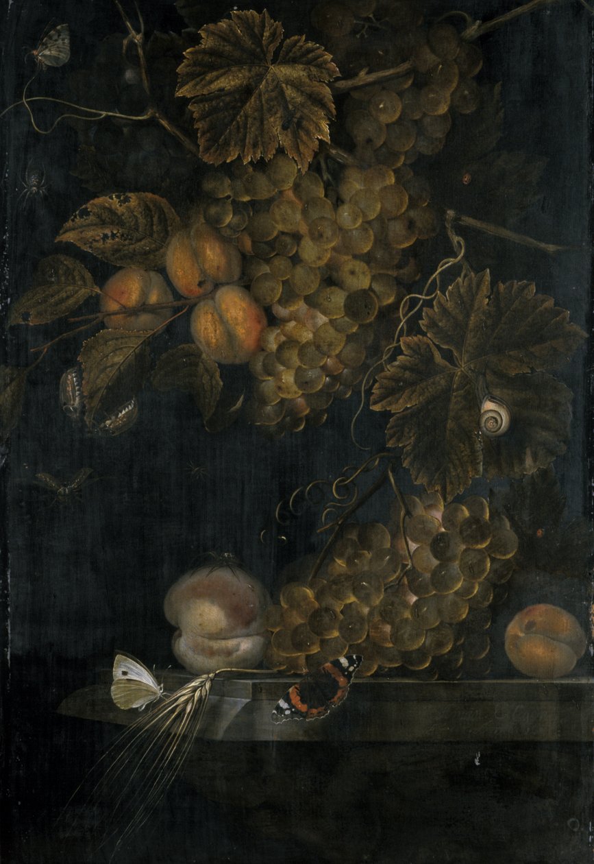 Ainda vida com pêssegos e uvas, 1665 de Ottmar the Elder Elliger