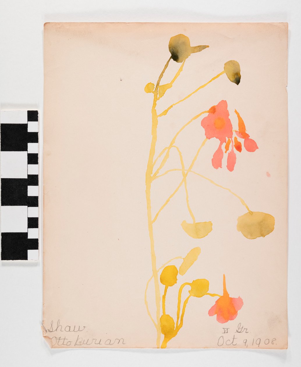 Flores alaranjadas de Otto Burian