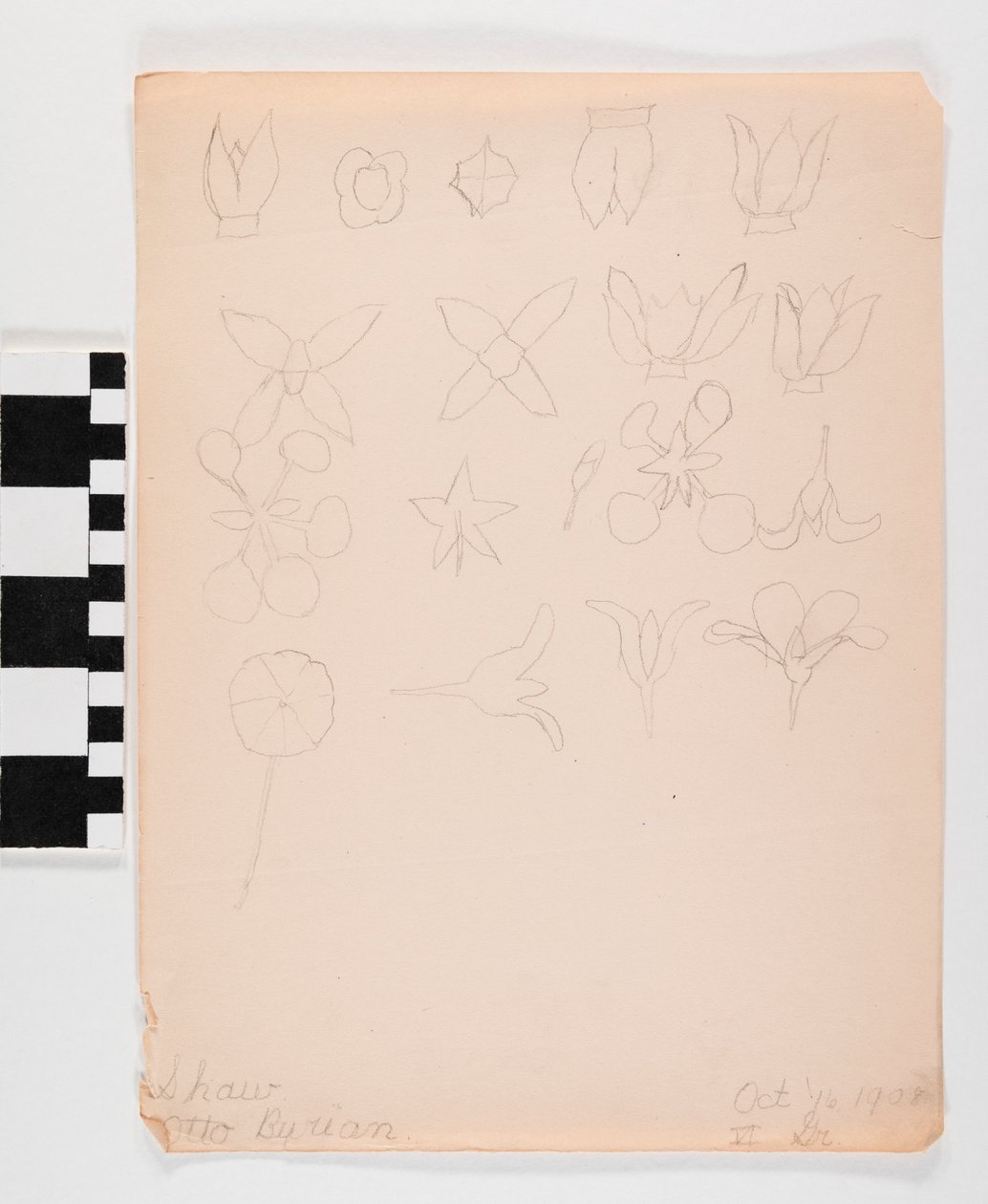 Lápis de desenho no papel de muitos botões de flores diferentes em quatro linhas de Otto Burian