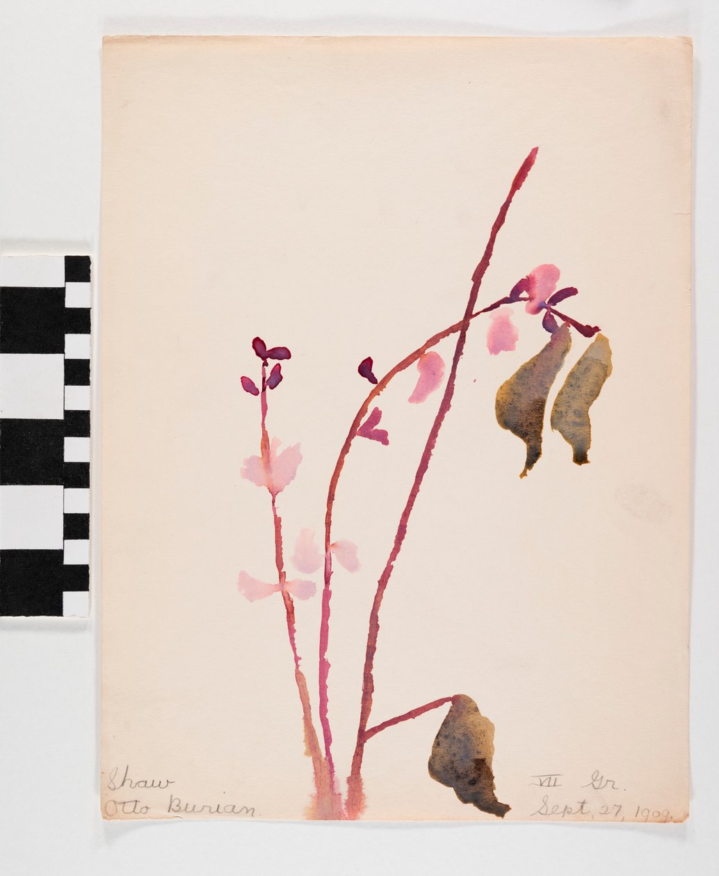 Aguarela no papel de flores rosadas com hastes marrons de Otto Burian