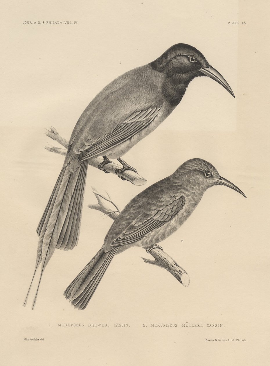 1. Meropogan Breweri e 2. Meropiscus Mulleri, litho por JT Bowen, 1850 lito de Otto Koehler