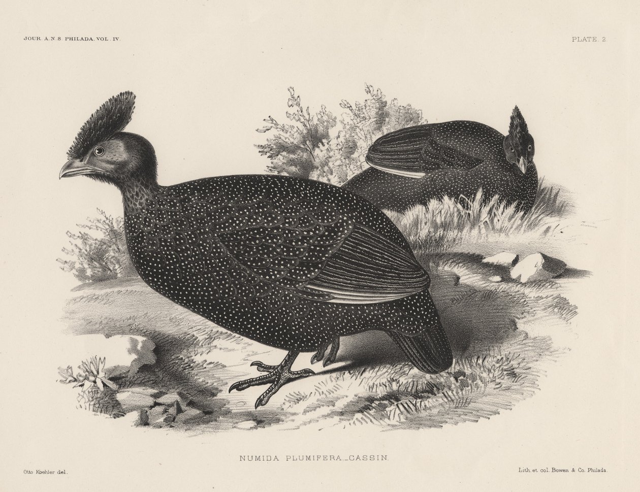 Numida Plumifera, litho por Bowen und Co., 1850 de Otto Koehler