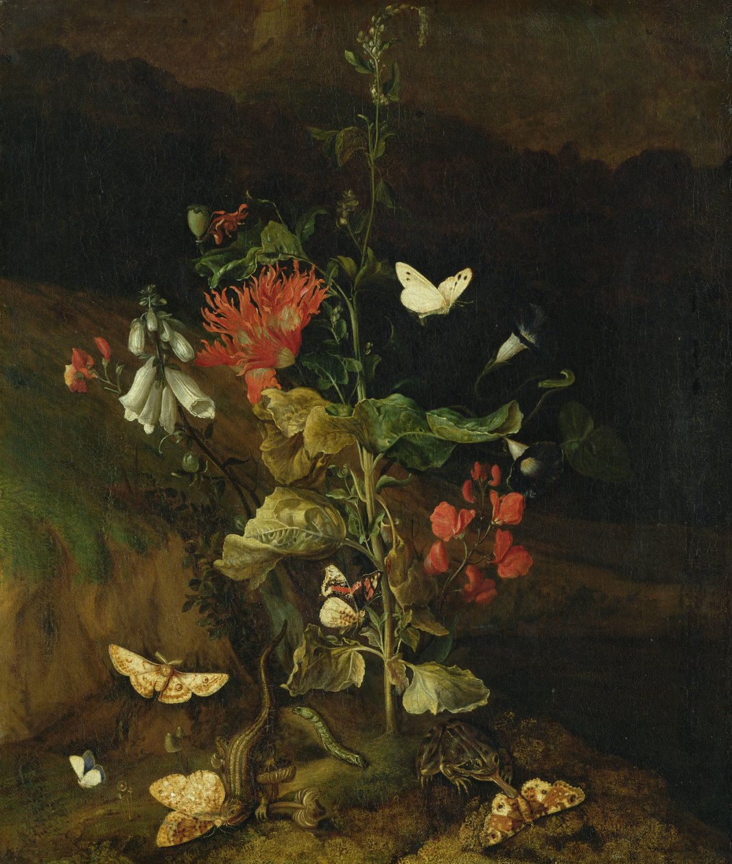 Estudo da flor de Otto Marseus  van Schrieck