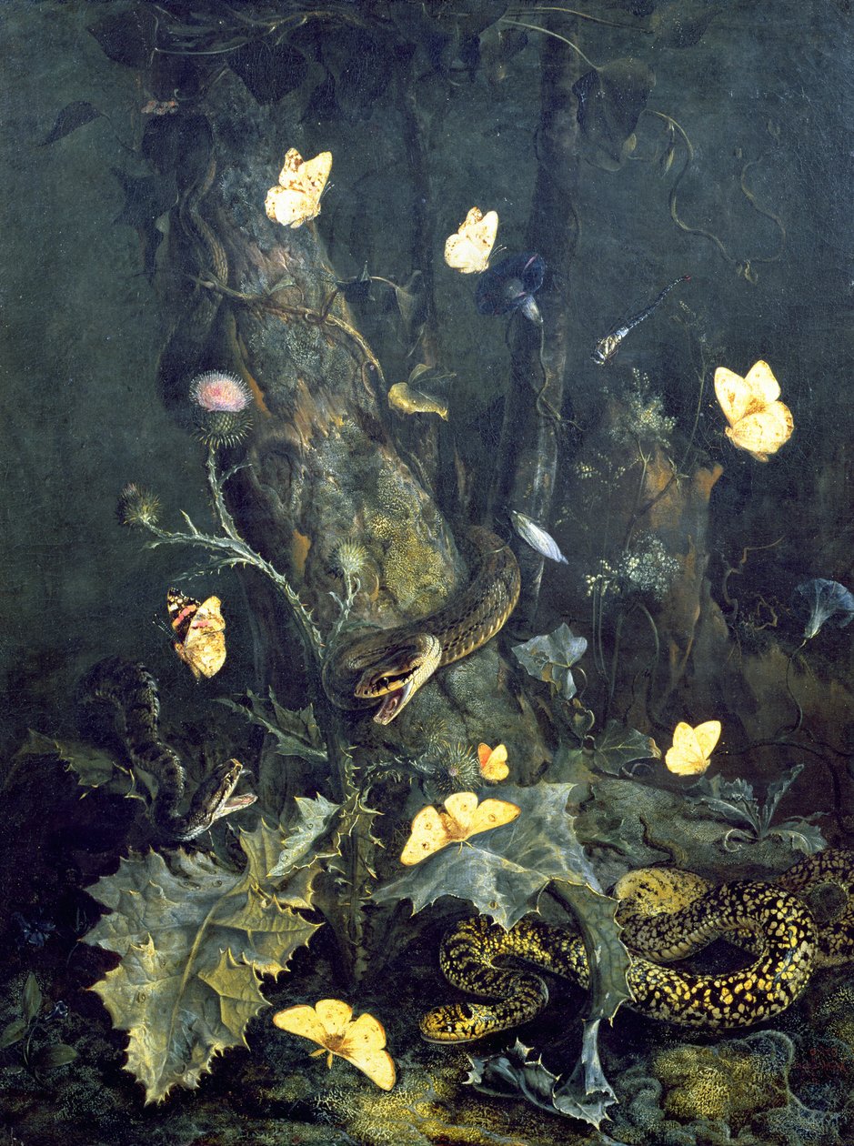 Cobras e Borboletas, 1670 de Otto Marseus  van Schrieck