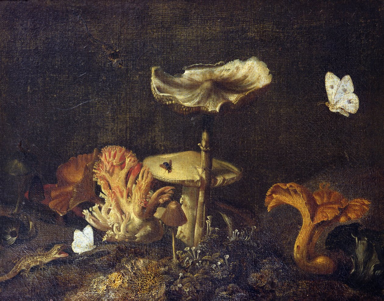 Ainda vida com cogumelos e borboletas de Otto Marseus  van Schrieck