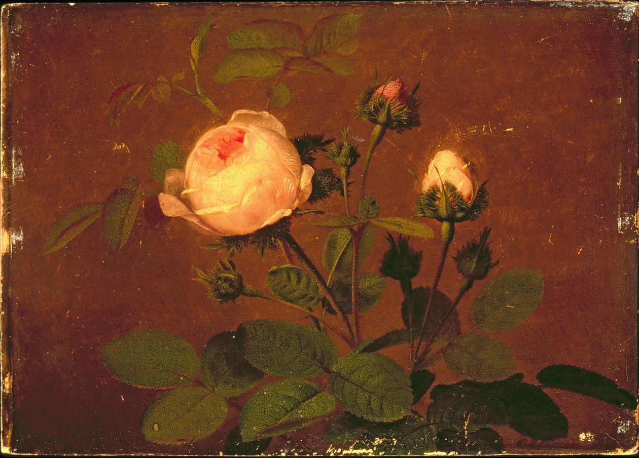 Rosas, rosas de Otto Didrik Ottesen