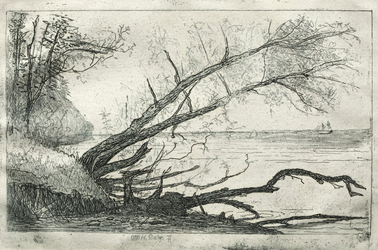 Sycamore velho, 1877. de Otto H. Bacher