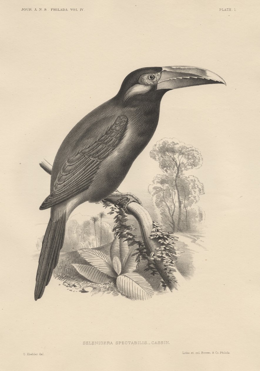 Selenidera Spectabilis, lito em Bowen und Co., 1850 de Otto Koehler