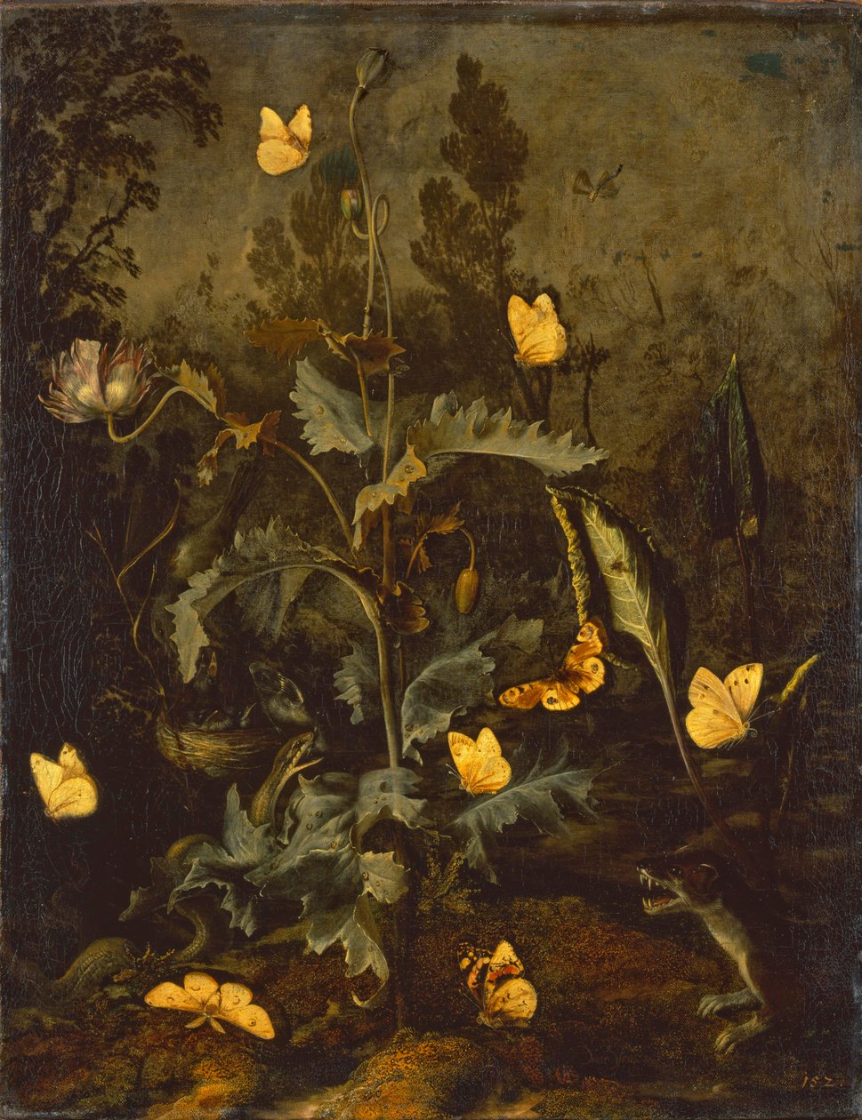 A cobra no ninho do pássaro / Papoila de ópio com ninho de pássaro, cobra, borboleta e uma doninha de Otto Marseus  van Schrieck