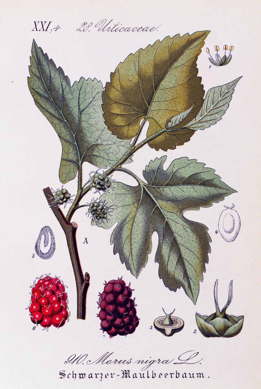 Folhas e frutos de amora preta (Morus nigra), obra de arte de Otto Wilhelm Thome (1840-1925) de Flora von Deutschland, Osterreich und der Schweiz (Flora da Alemanha, Áustria e Suíça) de Otto Wilhelm Thome