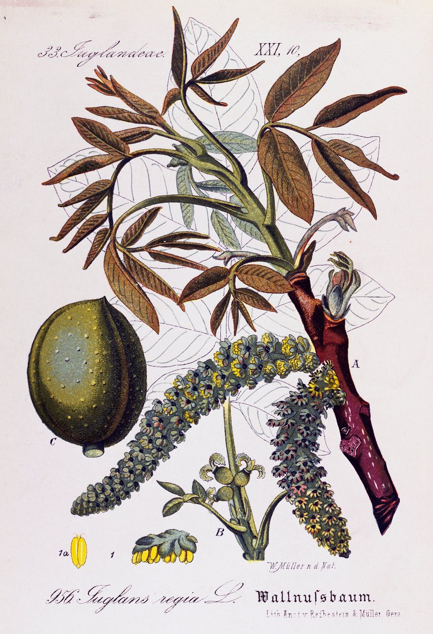 Folhas, frutos e flores de nozes persas ou nogueira inglesa (Juglans regia), obra de arte de Otto Wilhelm Thome (1840-1925) de Flora von Deutschland, Osterreich und der Schweiz (Flora da Alemanha, Áustria e Suíça) de Otto Wilhelm Thome