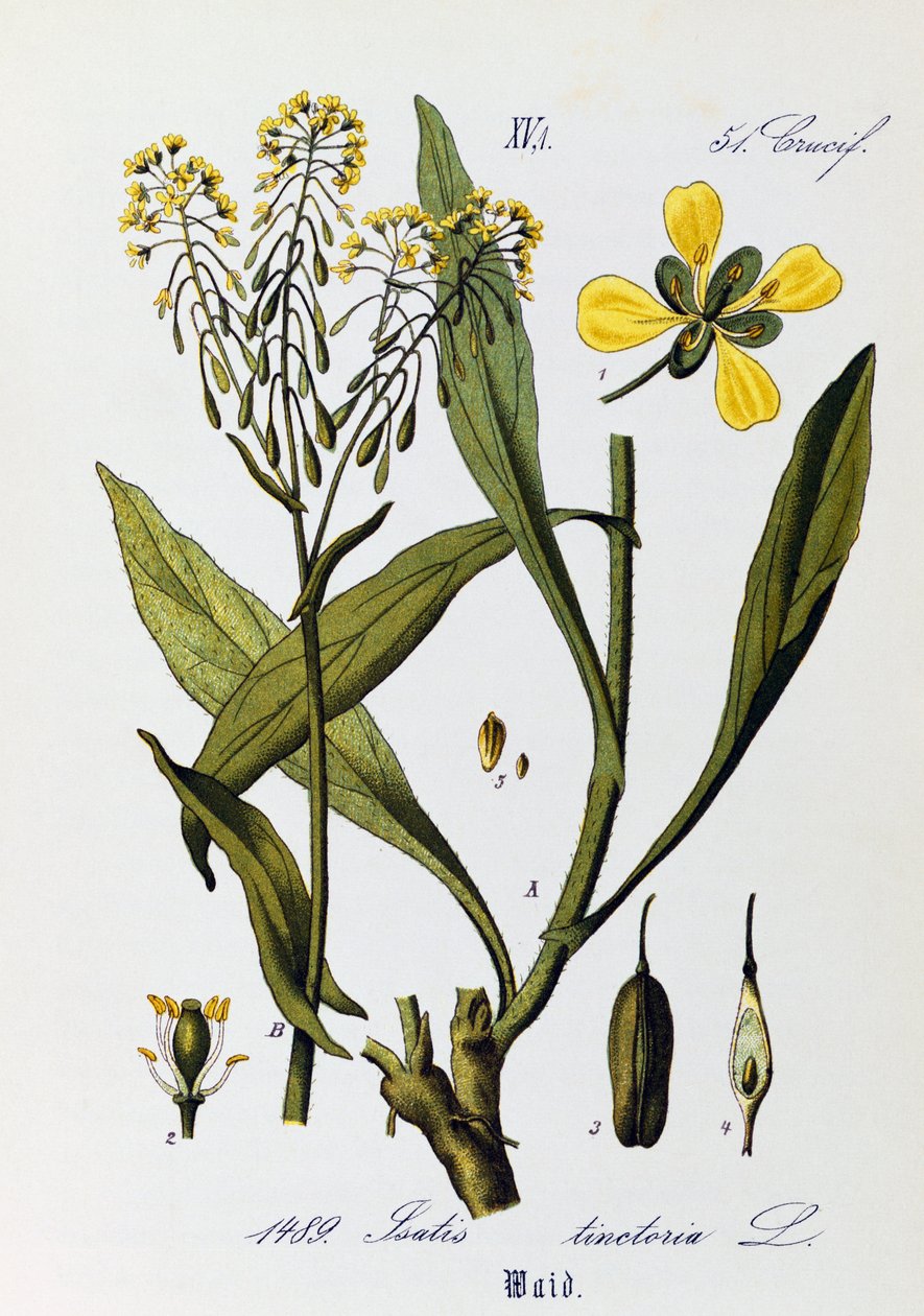 Folhas, frutos e flores de Woad ou Glastum (Isatis tinctoria), obra de arte de Otto Wilhelm Thome (1840-1925) de Flora von Deutschland, Osterreich und der Schweiz (Flora da Alemanha, Áustria e Suíça) de Otto Wilhelm Thome