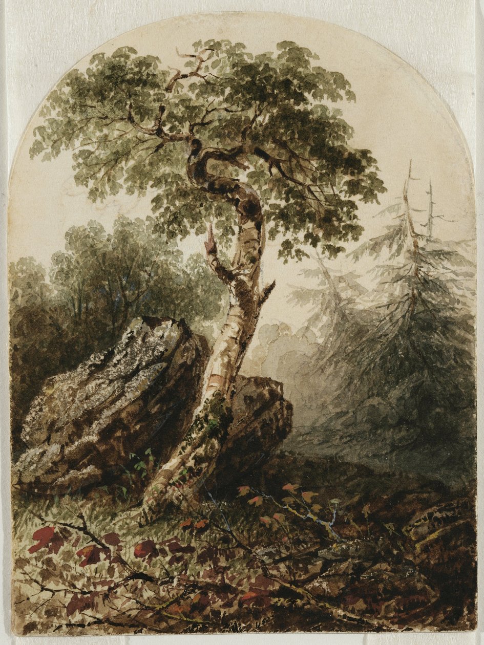 Paisagem com árvore de vidoeiro, 1859 (wc com traços de lápis e talvez toques de guache em papel de creme wove) de Owen G. Hanks