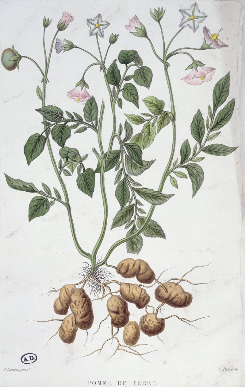 Flores de batata (gravura a cores) de P Naudin