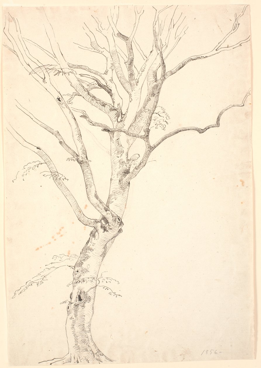 Faia desfolhada de P.C. Skovgaard