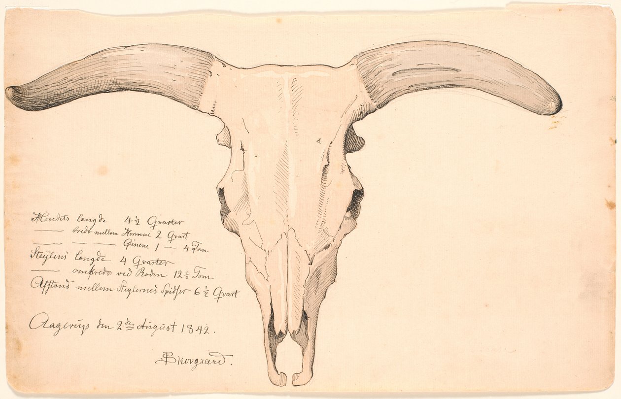 Crânio de uma vaca. de P.C. Skovgaard