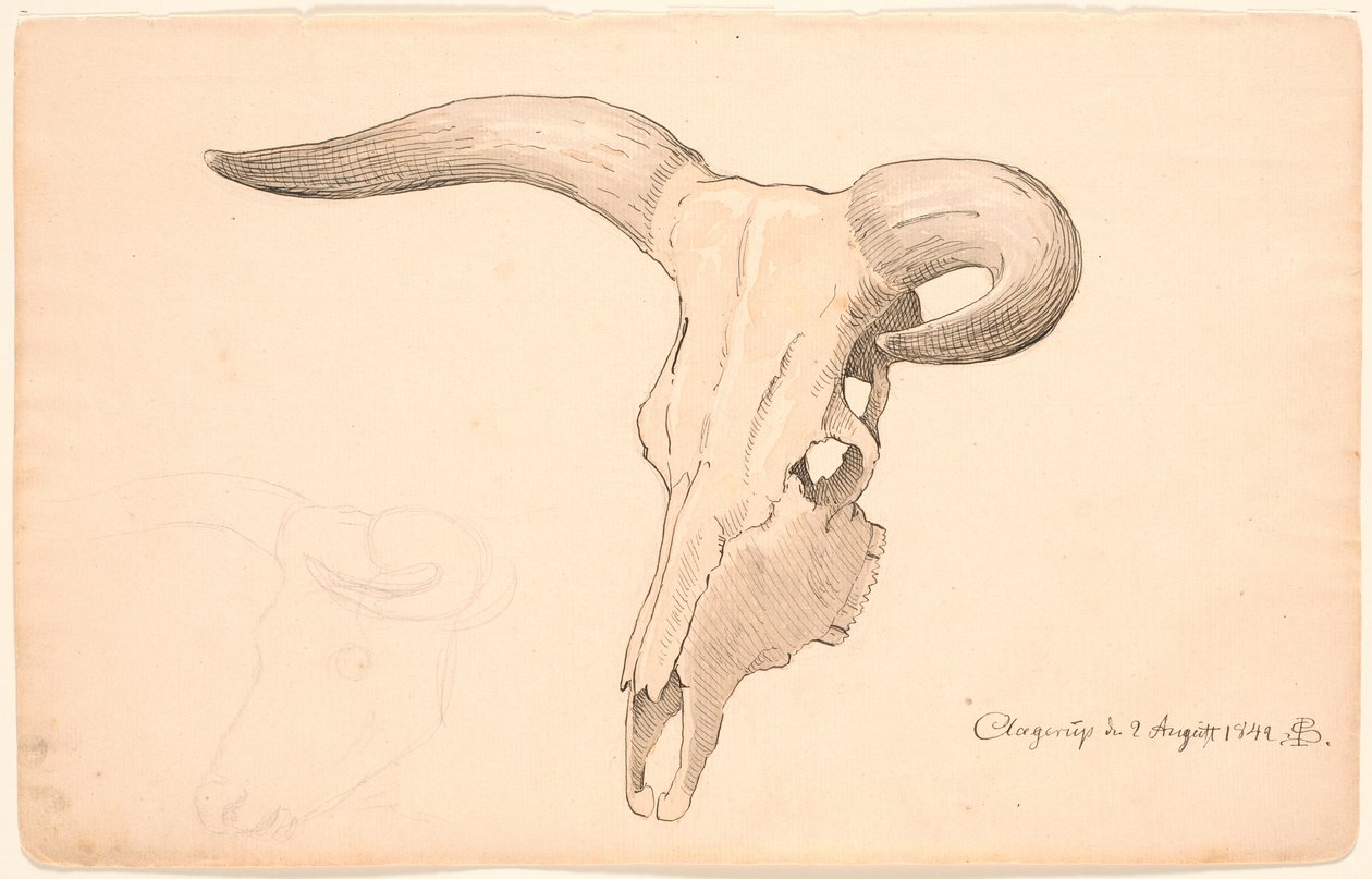 Crânio de vaca, em perfil de três quartos, o chifre esquerdo curvo. de P.C. Skovgaard