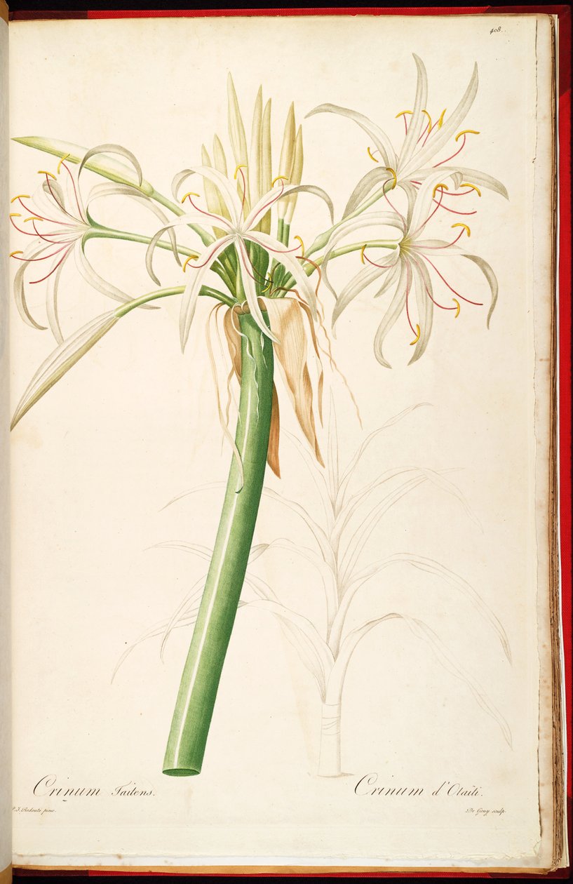 ssp Crinum. Kott de Pierre Joseph Redouté