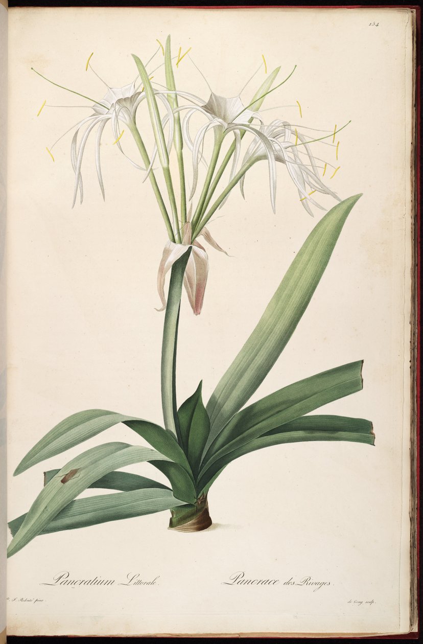 Hymenocallis littoralis de Pierre Joseph Redouté