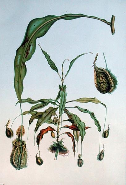 Nepenthes Hookeriana, placa botânica de 