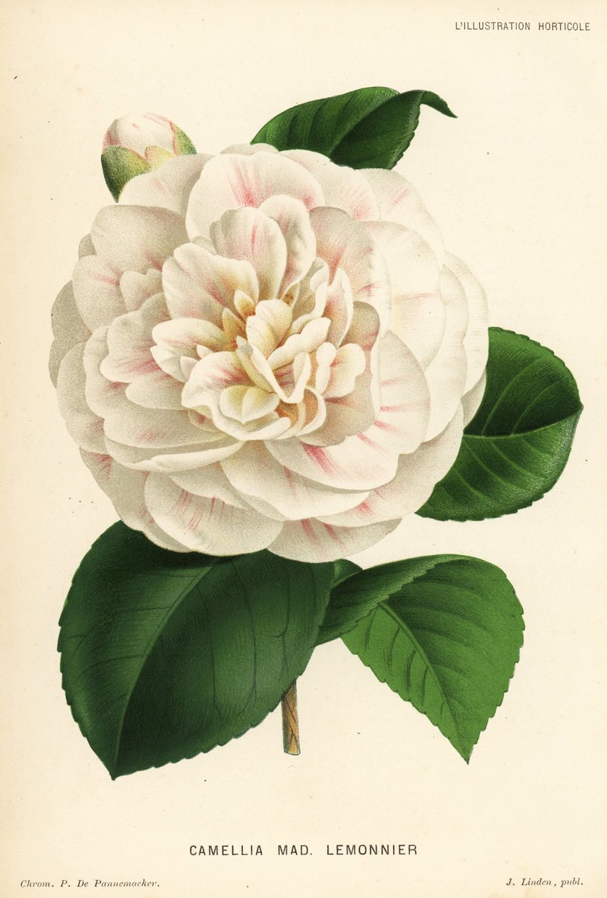 Camellia hybrid, Madame Lemonnier, Camellia japonica. Cromolitografia de P. de Pannemaeker, de Jean Linden
