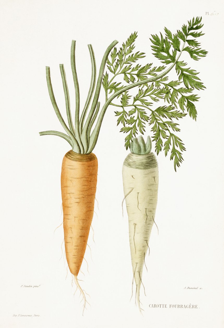 Carott, 1857 de P Naudin