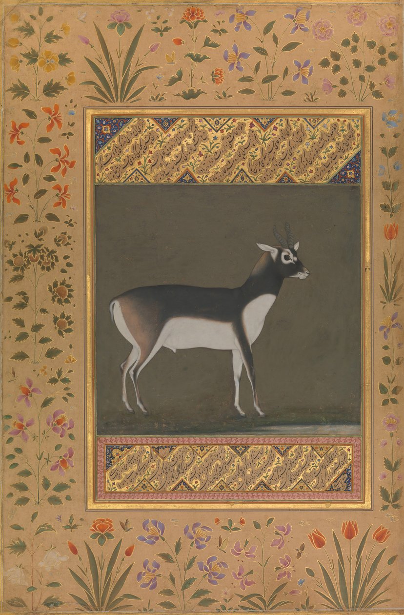 Black Buck, Folio do álbum Shah Jahan, reto: ca. 1615-20, verso: ca. 1530-50. de Painting attributed to Manohar