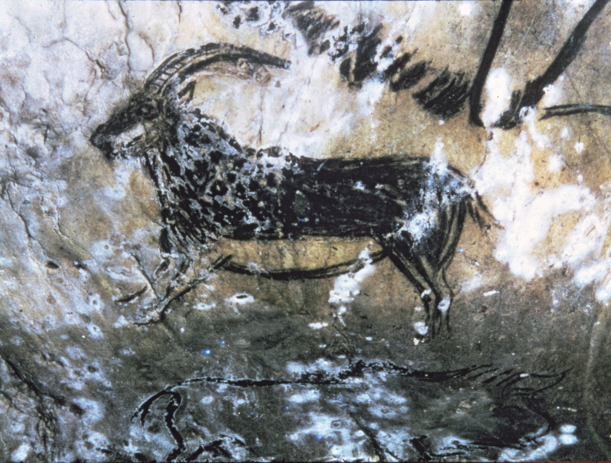 Cabra ou camurça, pintura rupestre na Sala Negra, Magdalenian (pintura rupestre) de Paleolithic Paleolithic