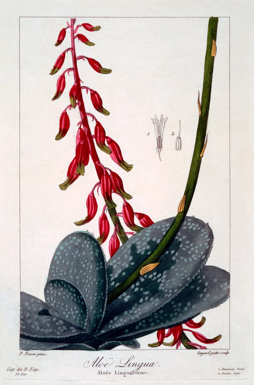 Língua de aloe, pub. 1836. de Panacre Bessa