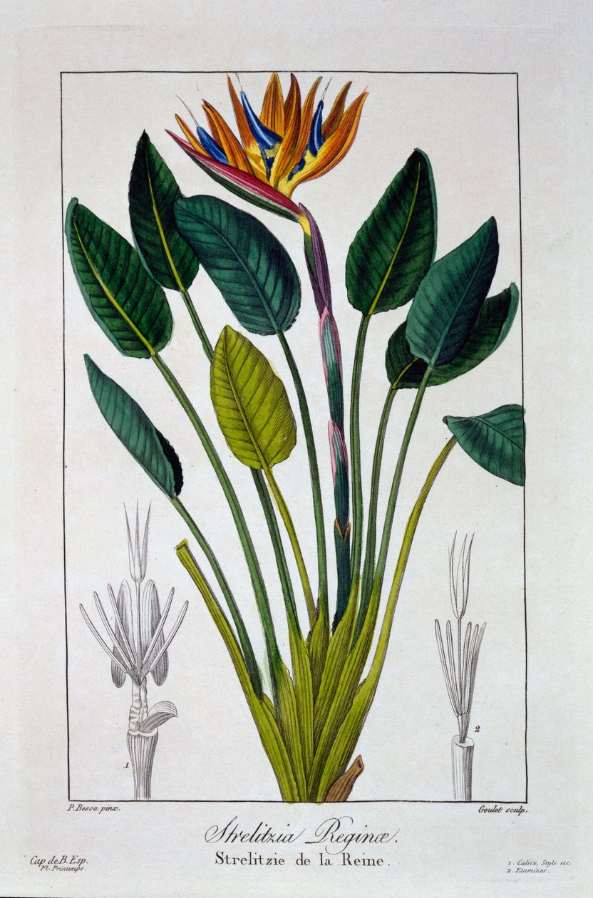 Bird of Paradise ou Crane Flower, pub. 1836. de Panacre Bessa