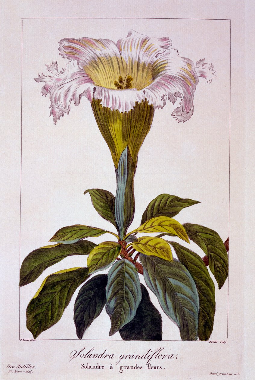 Cálice Vinha, pub. 1836. de Panacre Bessa